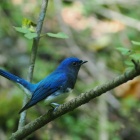 『投稿：渡り前の夏鳥と高地の蝶　2024/09/27』の画像