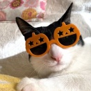 過去ブログから ☆パミも「🎃メガネ」でハロウィ～ン♪ 《おまけ》トロちゃん