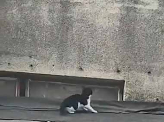 母猫が壁の上で待っていた。兄弟たちも心配そうに見ている → １匹の子猫、がんばります…