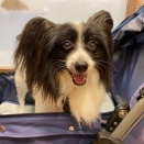 パピヨン　シャンプーカット　宮内