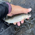 よっしゃさんの釣り日記