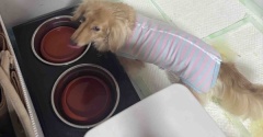モコちゃん明日復活予定。