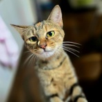 募集猫たち