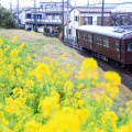 伊豆箱根鉄道大雄山線@コデ165号車（菜の花）