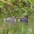 2026年9月11日の野鳥公園