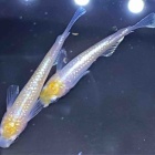 『メダカ入荷情報！』の画像