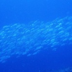石垣島ダイビングブログ