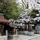京都 宗像神社のサクラ2026