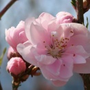 ４月１２日は何の日？