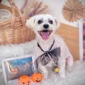 ニノさんトリミングお写真☆の事。