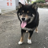 『【犬】フクくん 家族が決まりました』の画像