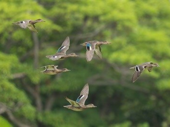 ９月の野鳥予報