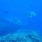 Dive Reco - ダイビングの記憶