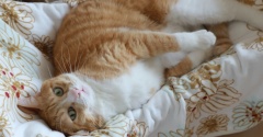 快適を探る猫。