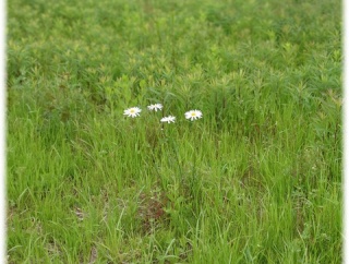 茨城県から野菜を買って帰る。