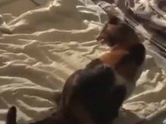 男がベッドに寝転んだ。さぁ、隣においで → 見ていた彼女はこうします…