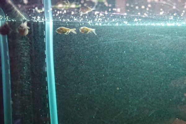 いろんな魚とときどき猫 金魚