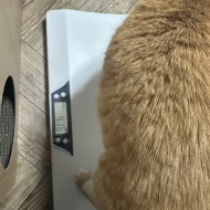 猫が慢性腎臓病ステージ3と言われたのに数値が正常に戻った話【前編】