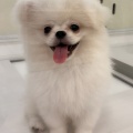 通常ブログ　ポメペキ