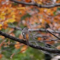 10月14日 　秋はジョウビタキ