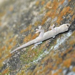 ペットショップふじやのブログ