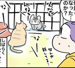 我が家の猫達 9月