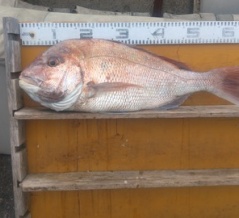 　　　　　　　　２０２６年1月19日