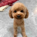 『もみじちゃん🍁シェルター初トリミング💗』の画像