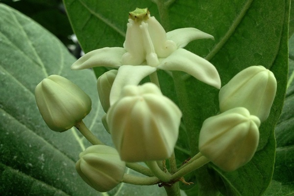 Maisontoutob 東京植物図鑑