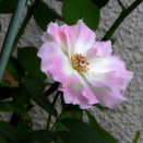 バラ