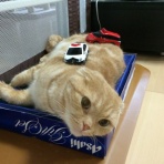 きなこ日記　～今日もネコ日和～