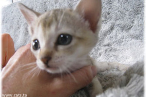 インターネットのネコやさん 新着子猫情報 里親