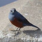 『令和6(2024)年2月11日の鳥さん Vol.1　夜勤明けの国分川で野鳥の観察･撮影 イソヒヨドリ オスの登場!!モズやアオジも姿を見せる!!』の画像