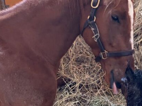 牧場のライブカメラに仔馬を虐待するガチでやばい映像！「人間舐めんなコラァ」と殴る蹴る→炎上するも、牧場側は逆ギレ「誰に謝れと。廃業しても君たちには関係ない」