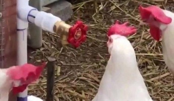 思わず吹いたスレ・画像を貼るのだ『奇妙な仲間?』