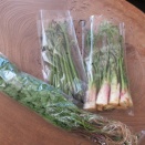 大好物山菜の季節