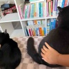 【ポチクロ猫日記】トライアルいつまで問題【トライアル２２日目】