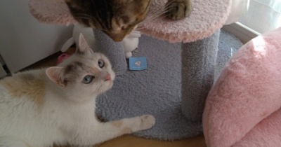 実物のﾈｺﾁｬﾝたちセカンド334