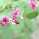 こちらも秋の七草
