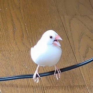 白文鳥のぴーちゃんの記録
