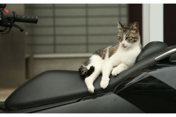猫写真家 沖 昌之のブログ 野良ねこちゃんねる 15