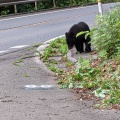 渓流釣り趣味やけどクマが怖くて行けん