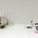 うさぎのルリ(3/21追記)