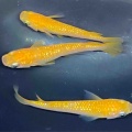 🐟金魚・メダカ入舎情報‼️