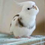 waka ⭐ のの＆のあ そしてぎずも