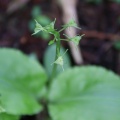 〇〇山麓で花活