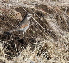 鳥見散歩・時どき（２５５）