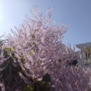 フブキバナの季節・・と‥孫のお弁当。