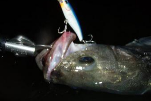 Days Discovery 博多湾 シーバス ポイント