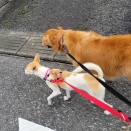 本日のゲスト